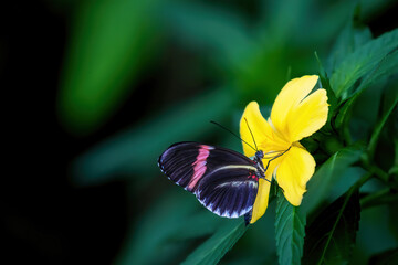 Side view of Heliconius erato butterfly resting on yellow flower. Green plants are in the background.
