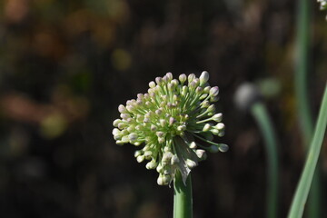 Ornamental Allium Blooming in a Summer Garden
