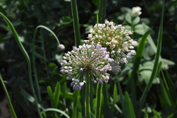Ornamental Allium Blooming in a Summer Garden
