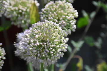 Ornamental Allium Blooming in a Summer Garden
