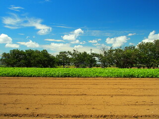 初秋の耕作された畑と枝豆畑風景