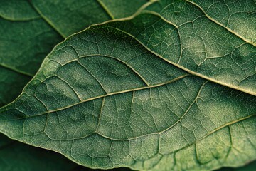 Fototapeta premium A Close Up View Of Green Leaves Details