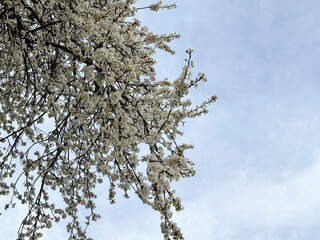 Blossoming tree branches against a clear blue sky. Concept of spring, renewal and nature