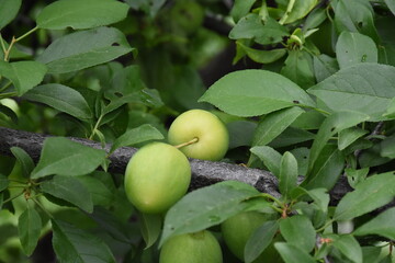 Green Plums Growing on the Branch: A Sign of Summer's Bounty
