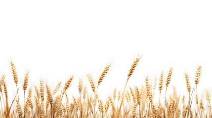 Fototapeta premium Wheat, on a white background