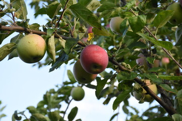Obraz premium Ripe Apples Hanging on a Branch in a Sunlit Orchard 