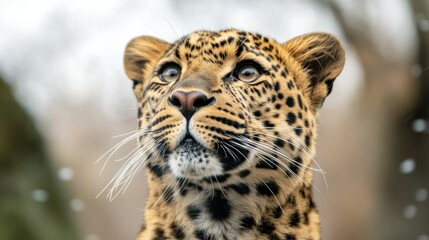 A beautiful leopard looks upward with focused eyes and whiskers