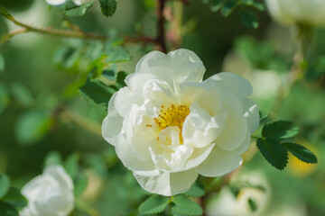 A bud of a beautiful fragrant tea rose