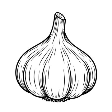 black and white line drawing illustration of a single garlic bulb