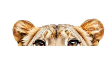 Majestic lion peeking out with half its face visible, intense gaze
