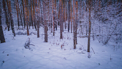 winter forest landscape in the wild