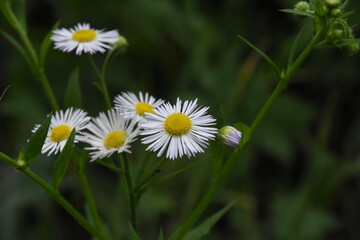Erigeron Flower in a Meadow: A Delicate Natural Beauty
