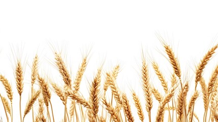 Wheat, on a white background