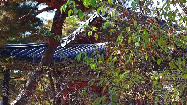 Beyond the pine trees, you can see the Dancheong and eaves of a Hanok.소나무 너머로 한옥의 단청과 처마가 보입니다.