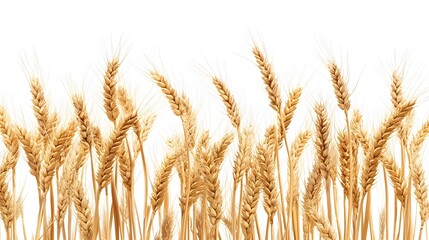 Fototapeta premium Wheat, on a white background
