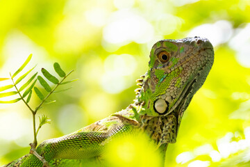 iguana, eidechse, green, reptil, tier, natur, wild lebende tiere, leguan, baum, tropisch, drache, ast, fauna, basilisk, amphibie, pflanze