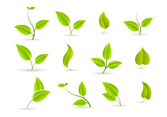 Leaf icon. Green leaves of trees and plants, various shapes. Eco vegan sprout or bio foliage elements vector set