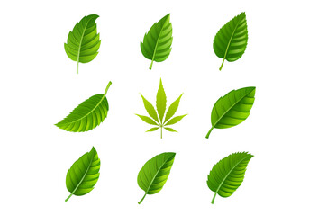 set of green leaves silhouettes