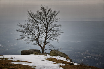 Vecchio albero solitario cresciuto in montagna.