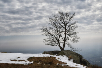 Vecchio albero solitario cresciuto in montagna.