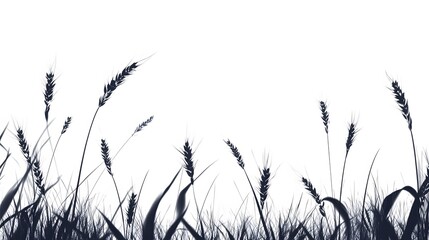 Wheat, on a white background