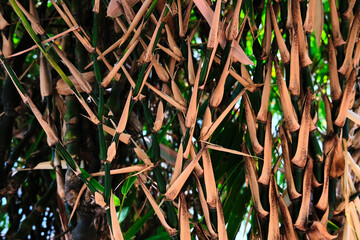 green leaves of palm tree