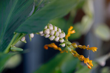 Obraz premium Globba Schomburgkii (Dancing Girl Ginger flower) is a plant in the Ginger family.