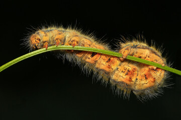 Close-up image of caterpillar beetle.