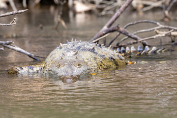 crocodile, wasser, wild lebende tiere, green, fluss, costa rica