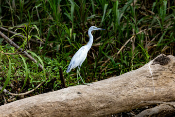 heron, bird, reiher, wild lebende tiere, natur, tier, wasser, grau, schnabel, wild, blau, costa rica