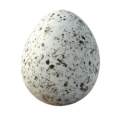 Speckled Bird Egg Isolated on Black Background,