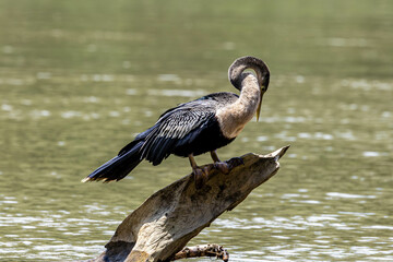 Anhiga, bird, wild lebende tiere, natur, wasser, schnabel, see, wild, reiher, fl&uuml;gel, costa rica