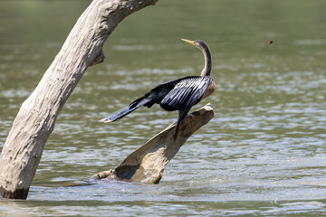 Anhiga, bird, wild lebende tiere, natur, wasser, schnabel, see, wild, reiher, flügel, costa rica
