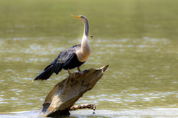 Anhiga, bird, wild lebende tiere, natur, wasser, schnabel, see, wild, reiher, flügel, costa rica