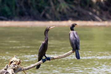 cormoran, bird, wild lebende tiere, natur, wasser, schnabel, see, wild, reiher, fl&uuml;gel, costa rica