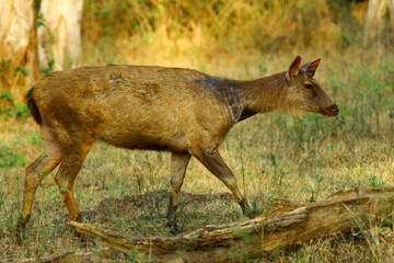 Image of sambar deer in its natural habitat.