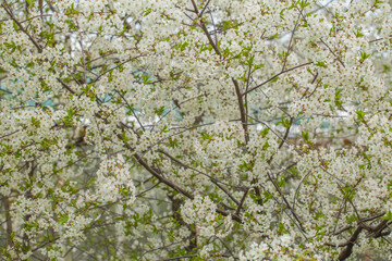 Spring garden background. White cherry tree flowers