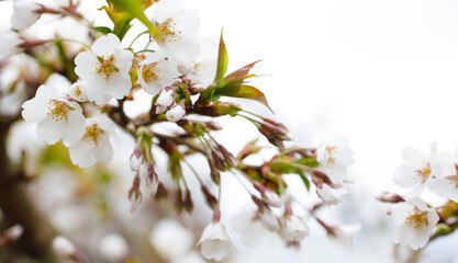 Defocused spring nature background. White flower