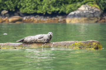 Common or harbor seal (Phoca vitulina) relaxing, Knight Inlet, Vancouver Island, British Columbia, Canada.