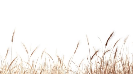 Wheat, on a white background