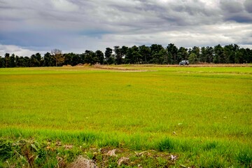 Fototapeta premium Campo de cultivo un día nublado de invierno.