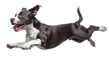 [Transparent Background PNG]Happy Dog Jumping in the Air