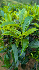 Fototapeta premium Closeup of Camellia sinensis evergreen shrub tea plant leaves at tea plantation in highlands of Sri Lanka