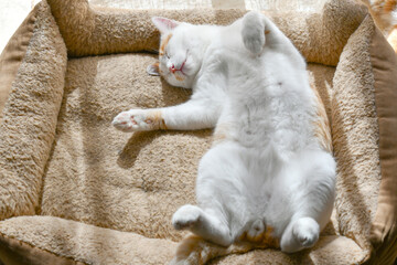 Cat sleeping upside down in cat bed at home. Happy pet resting in a house. Ginger and white cat...