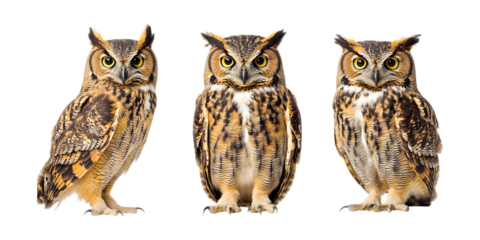 Pack Owl set against transparent background for Wildlife Illustrations, Nocturnal Bird-Themed Designs, or Educational Branding