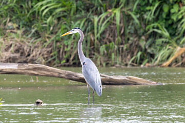 heron, bird, reiher, wild lebende tiere, natur, tier, wasser, grau, schnabel, wild, blau, costa rica