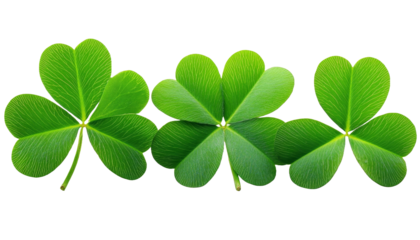 [Transparent Background PNG]Three Lucky Shamrocks on White Background