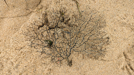 Top down view of dead sea fan gorgonian soft coral of tiny polyps washed ashore onto sand beach © Travelanza
