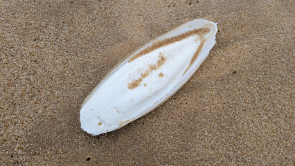 Internal cuttlebone shell from dead cuttlefish cephalopod washed ashore onto sandy beach from ocean