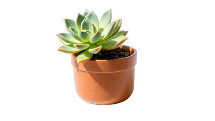 Beautiful Succulent Plant isolated on transparent background.
